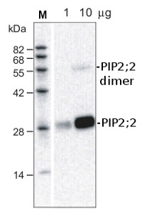 PIP2;2 | Plasma membrane aquaporin 2b in the group Antibodies for Plant/Algal  / Membrane Transport System / Plasma membrane at Agrisera AB (Antibodies for research) (AS09 490)